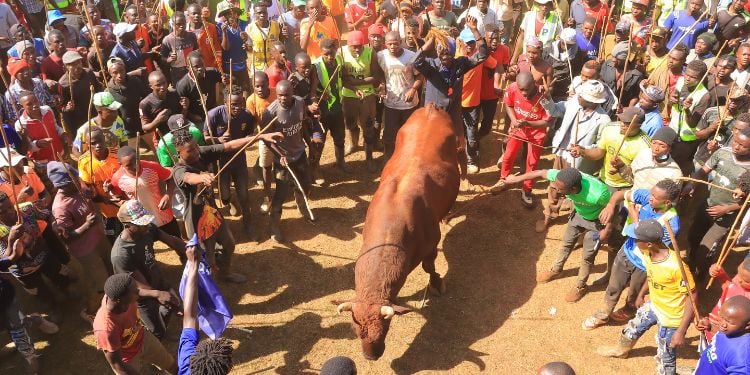 Pepeta Aunites Kakamega: From Grassroots Football To A Cultural Bullfighting Spectacle