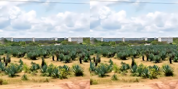 Rea Vipingo Issues Stern Warning Over Fraudulent Lpos And Cheques Rea Vipingo Sisa Plantation. Photo/ Nation Africa