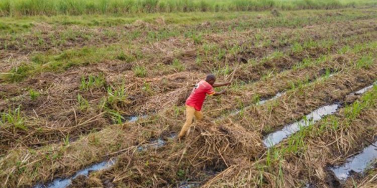 Sugar Recovery Gains Pace As Farmers Receive Ksh1.2Bn Support