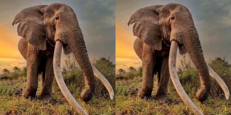 Kws Confirms Death Of Legendary Amboseli'S Super Tusker Craig At 54