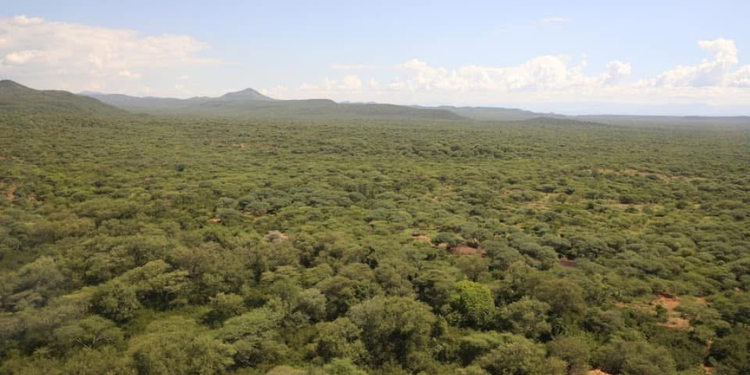 Truth Behind Govt Demolishing School Days To Reopening A Photo Showing Makutani Forest In Baringo County. Photo/Ynews.digital