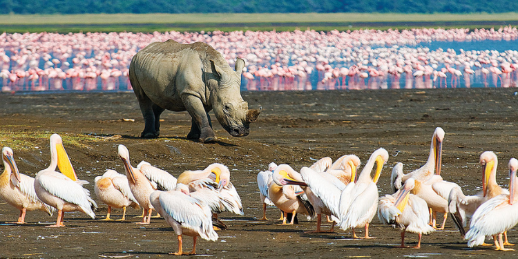 Kenya’s Hidden Gem: Lake Nakuru Sopa Lodge Offering Luxury Stays Starting From Ksh20K Per Night Scenic View Of Lake Nakuru From Lake Nakuru Sopa Lodgephoto/Lake Nakuru Sopa Lodge