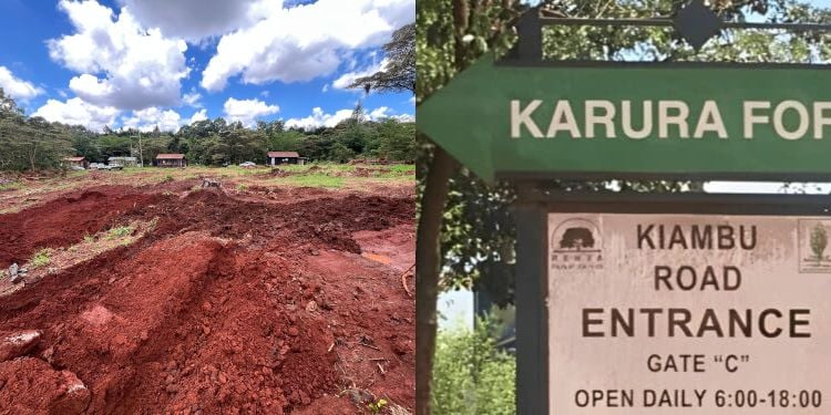 Karura Forest Conservationists Claim Victory As Court Halts Nys Barracks Construction In Forest