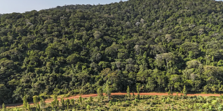 Mrima Forest Found The Kenya Indian Ocean Coastline.photo/@Sharqwaq/X