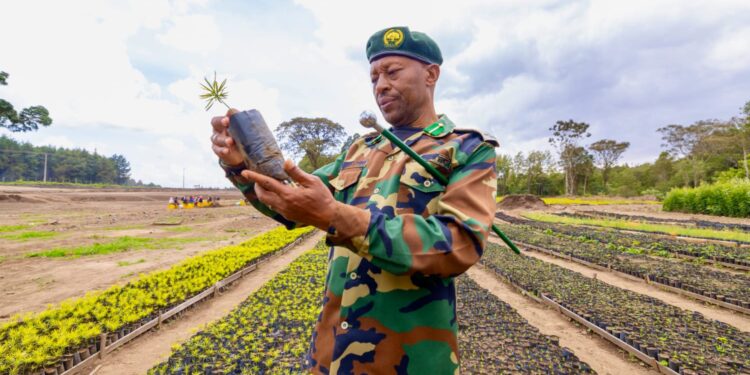 The Kinale Effect: 8 Million Tree Nursery Driving Green Economy Station Manager Roert Ngotho