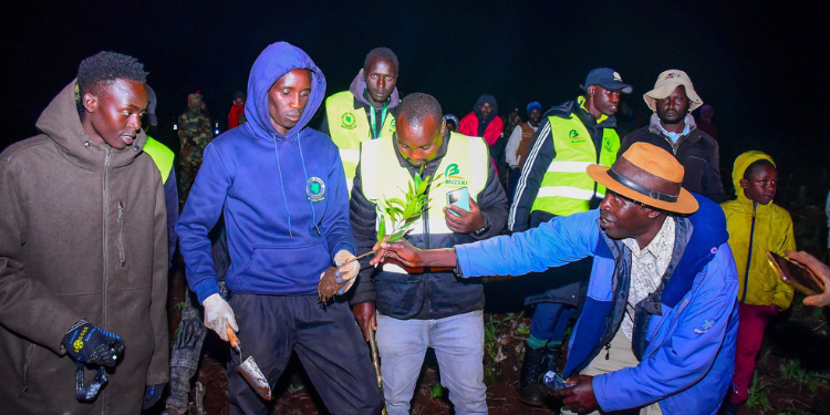 Hillary Kiplagat During His Guinness World Record Tree Planting Attempt At Kessup Forest Station In Elgeyo-Marakwet County. Photo/Hillary Kiplagat