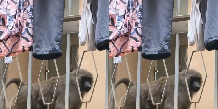 Multimedia University Students Raise Alarm Over Baboons Invading Hostels