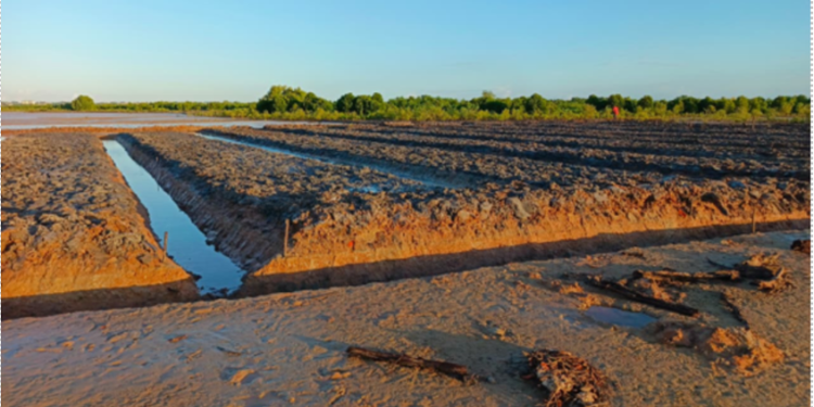 40K Mangroves Challenge Gift To Earth, The Soul Of Tourism 40K Mangroves Challenge Gift To Earth, The Soul Of Tourism