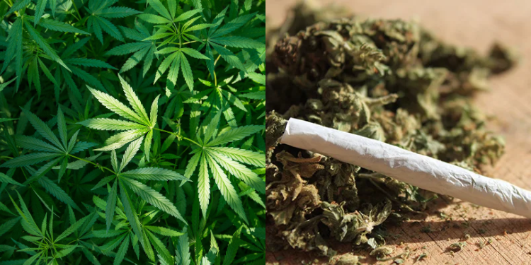 Opinion | The Case Of Marijuana In Kenya: Time To Regulate, Not Prohibit A Collage Of A Marijuana Plant And Dried Leaves Photo/Mediline Plus
