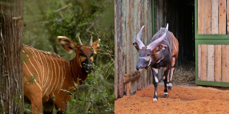  Kws Confirms Arrival Of Four Of The World’s Rarest Mountain Bongos At Jkia