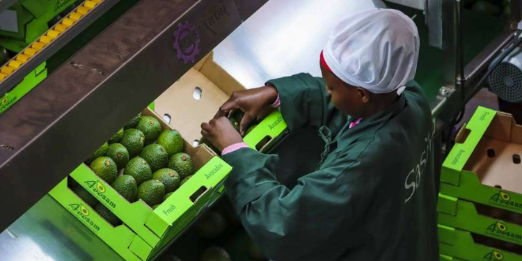 Sasini Avocado Processing Plant And Packaging Plant Located At Sameer Industrial Park In Nairobi Photo/Sasini Avocado Epz
