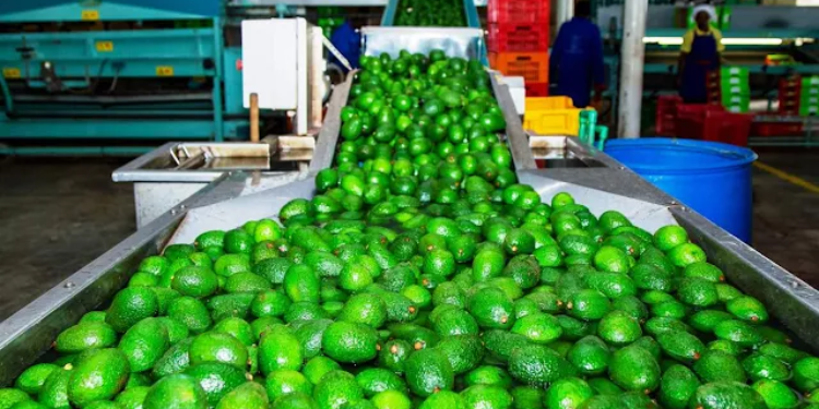 Sasini Avocado Processing Plant And Packaging Plant Located At Sameer Industrial Park In Nairobi Photo/Sasini Avocado Epz