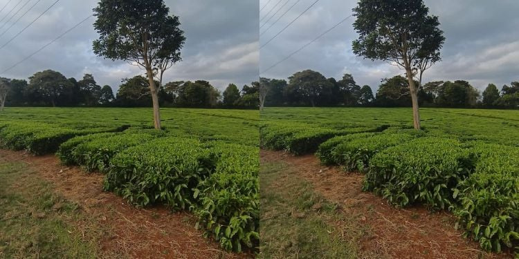 Limuru Tea Appoints New Company Secretary Limuru Tea Appoints Janet Akoth As New Company Secretary