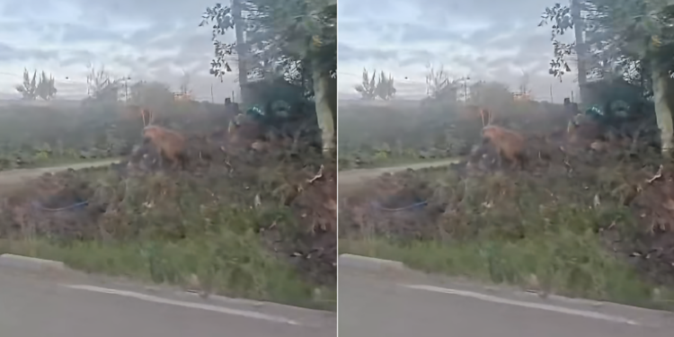 Kws Warns Residents As Hyena Is Spotted Roaming In Syokimau A Hyena Spotted Roaming In Syokimau. Photo/ Nairobi Express,Facebook