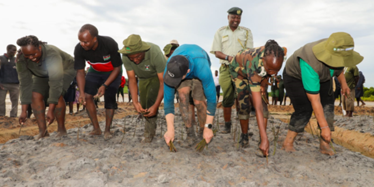 Principal Secretary For Forestry Gitonga Mugambi And Secretary For Forest Development George Tarus Join Antoine Moses At Tudor Creek In Mombasa, Where They Took Part In Mangrove Propagule Planting Following His Record-Breaking Attempt, Which Is Now Awaiting Verification. 