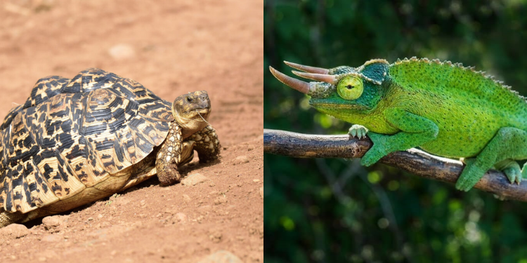 A Collage Of A Tortoise And The Jackson’s Three-Horned Chameleon At The Wild Photo/Arcadia Safaris