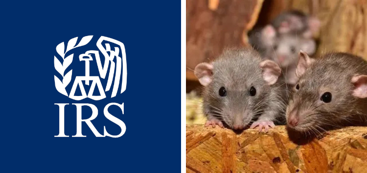 Irs Employee Quits As Rat Infestation In Georgia Office Forces Staff To Sit On Desks Amid Health Concerns