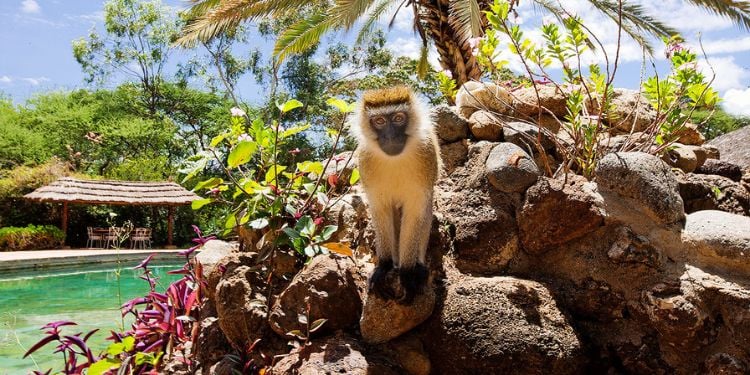 Sopa Lodges Kenya: Owners, Lodge Locations And Company History