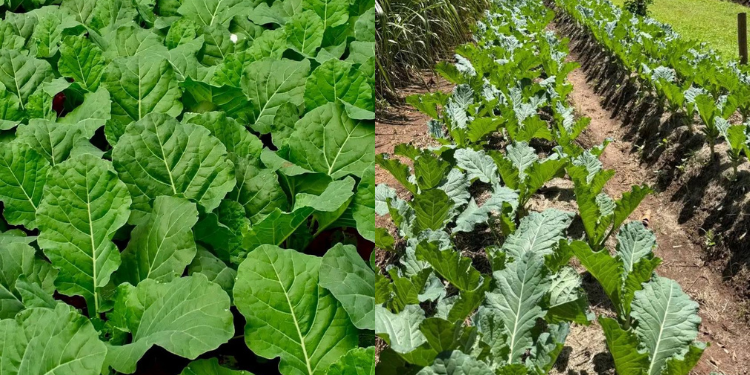 Why Sukuma Wiki Prices Could Drop Even As Flour And Sugar Costs Rise Sukuma Wiki To Get Cheaper As Flour And Sugar Prices Rise: Here'S Why