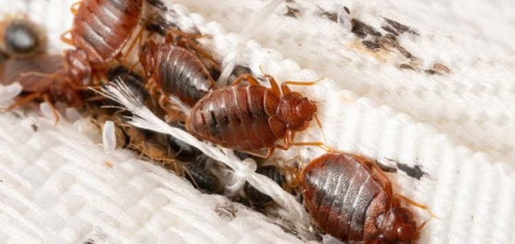 America'S Bed Bug Hotspots Revealed As Chicago Tops 2026 Infestation Rankings Again 2026 Bed Bug Cities List: Chicago Ranked Worst U.s. City For Bed Bugs For Fifth Straight Year