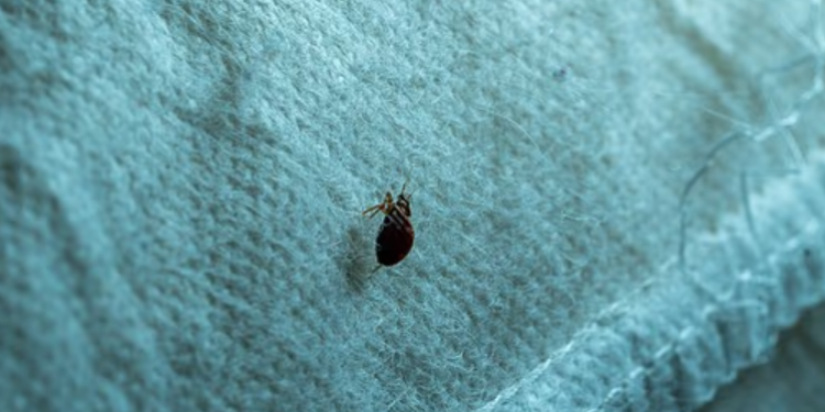 America'S Bed Bug Hotspots Revealed As Chicago Tops 2026 Infestation Rankings Again 2026 Bed Bug Cities List: Chicago Ranked Worst U.s. City For Bed Bugs For Fifth Straight Year
