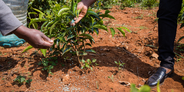 Kenya Listed Among Most Vulnerable Fertilizer Importers In Wto Report