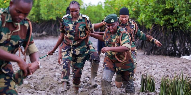 Kfs, Scouts Turn Guinness Bid Into Major Mangrove Restoration MissionĀ Kenya Forest Service
