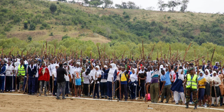Jomvu Mangrove Ecosystem Takes Global Spotlight In Kenya'S Record Bid.