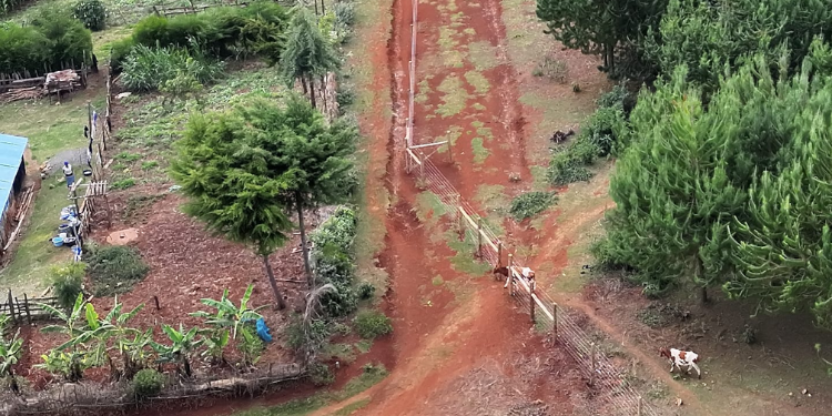Unique Kaptagat Forest Fence Has Small Livestock Gates For Grazing Kaptagat Forest