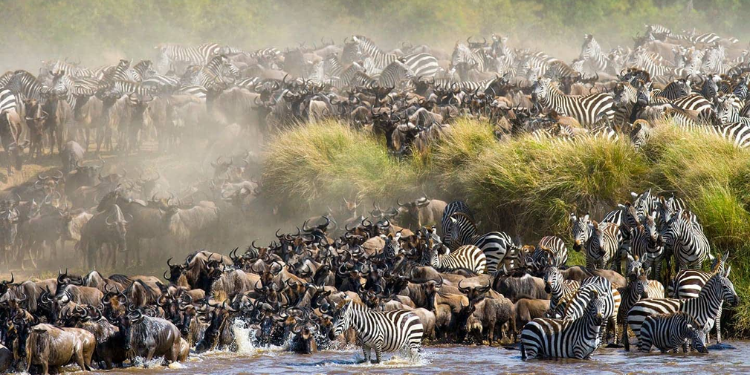 The Great Wildebeest Migration Masai Mara Photo/ Masai Mara National Reserve