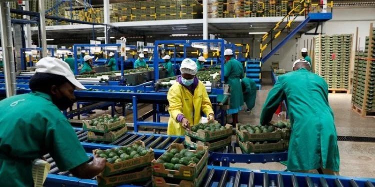 Kakuzi Plc Warns Of 25% Profit Drop After Profit Before Tax Falls 98%