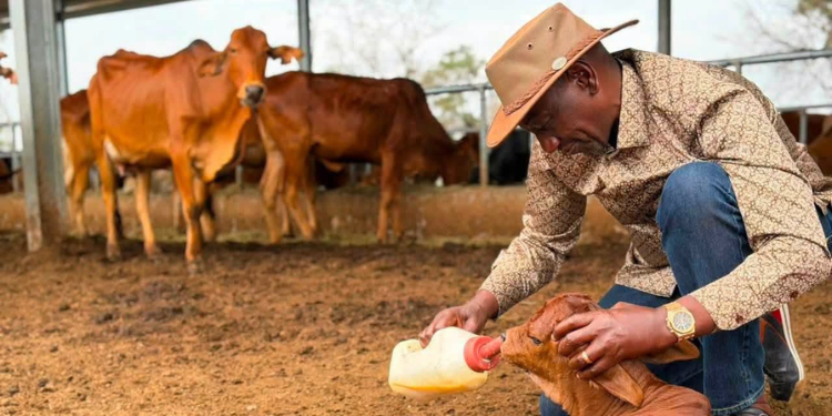 Ruto’s Kilgoris Ranch: The History, Size and Features of His Narok Property