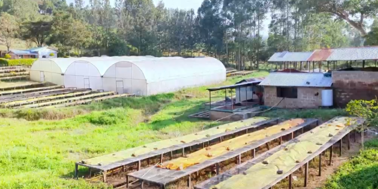 Kericho Coffee Farmers Narrate How Electricity Ended Years Of 6Pm Closures Sorwot Farmers’ Cooperative Society Coffee Farm In Kericho Photo/Handout