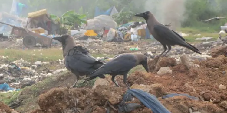 Indian House Crow: Origin, Habitat and Why It Is a Threat to Kenya's Biodiversity
