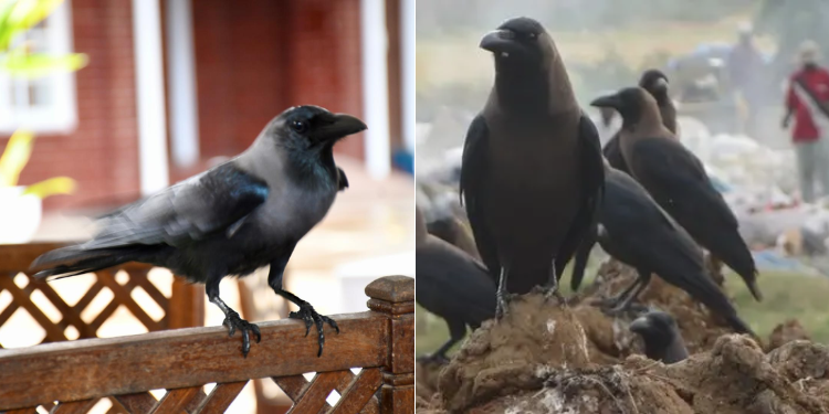 Indian House Crow: Why the Invasive Bird Is a Growing Threat in Kenya