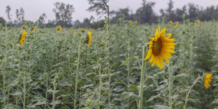Luo Nyanza Agriculture Gets Boost As Irrigation, Rice And Fish Farming Create New Opportunities