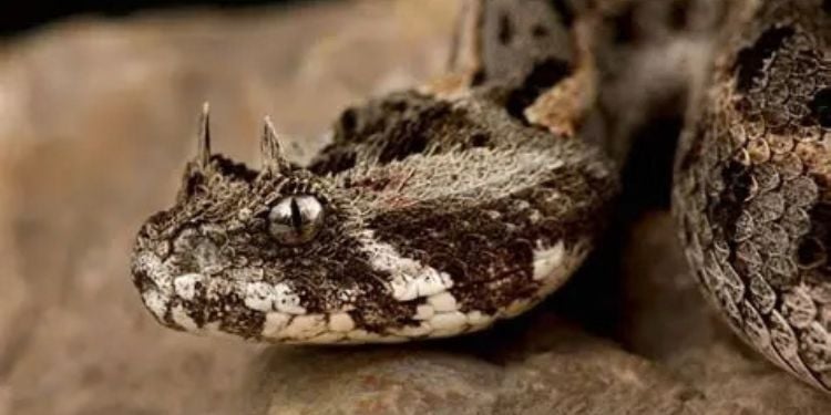 Kenya Horned Viper: Identification, Features, Habitat, Threats and Where It Is Found in Kenya