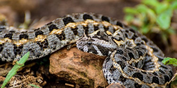 Hidden Wild Kenya: Little-Known Kenyan Venomous Snake With Horns Above Its Eyes Kenya Horned Viper: Identification, Features, Habitat, Threats And Where It Is Found In Kenya
