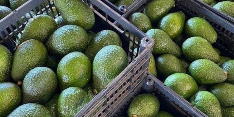 AFA Announces Closure Of Avocado Export Season, Issues Fresh Rules for Mango Traders