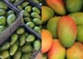 Govt Issues New Directive Affecting Avocado And Mango Exporters Afa Announces Closure Of Avocado Export Season, Issues Fresh Rules For Mango Traders