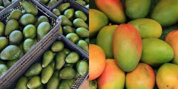 Govt Issues New Directive Affecting Avocado And Mango Exporters Afa Announces Closure Of Avocado Export Season, Issues Fresh Rules For Mango Traders