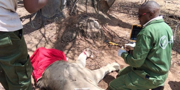 Kws Rushes To Rescue Lion In Meru National Park After Visitors Raise Alarm