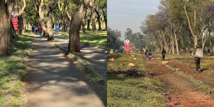Kihika Reveals Who Is Cutting Down Trees At State House Road