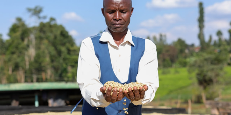 Nyanja Factory Targets 20 Million Kilos As Coffee Harvests Rise