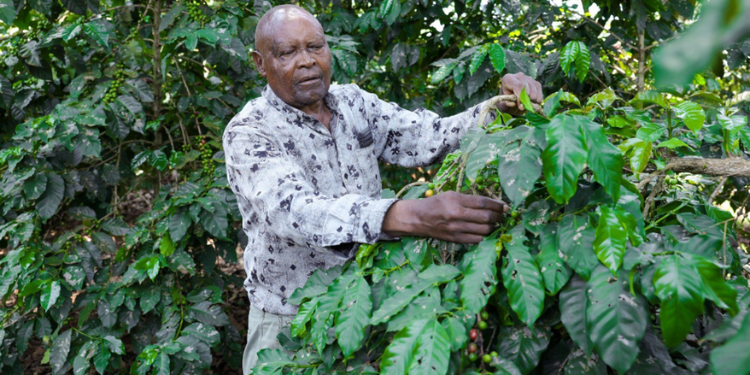 Nyanja Factory Targets 20 Million Kilos As Coffee Harvests Rise