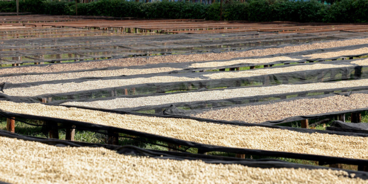 Nyanja Factory Targets 20 Million Kilos As Coffee Harvests Rise