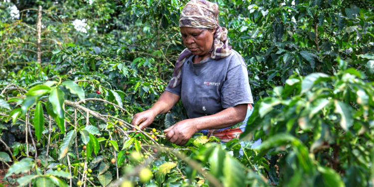 Nyanja Factory Targets 20 Million Kilos As Coffee Harvests Rise