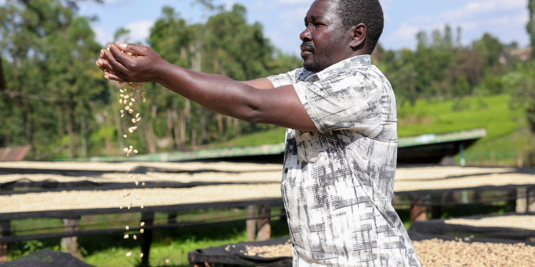 Nyanja Factory Targets 20 Million Kilos As Coffee Harvests Rise