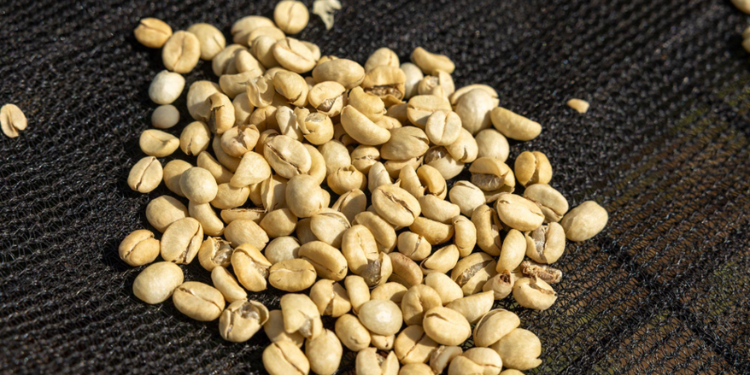 Nyanja Factory Targets 20 Million Kilos As Coffee Harvests Rise