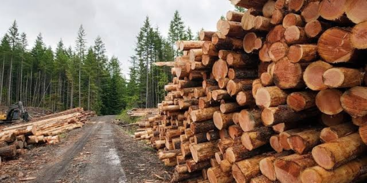 Kfs Overhauls Permit Rules For Importers And Exporters Kfs Ends Manual Processing Of Forest Product Import And Export Permits
